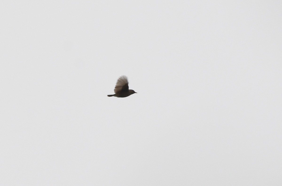 Rufous Cisticola - ML461878061