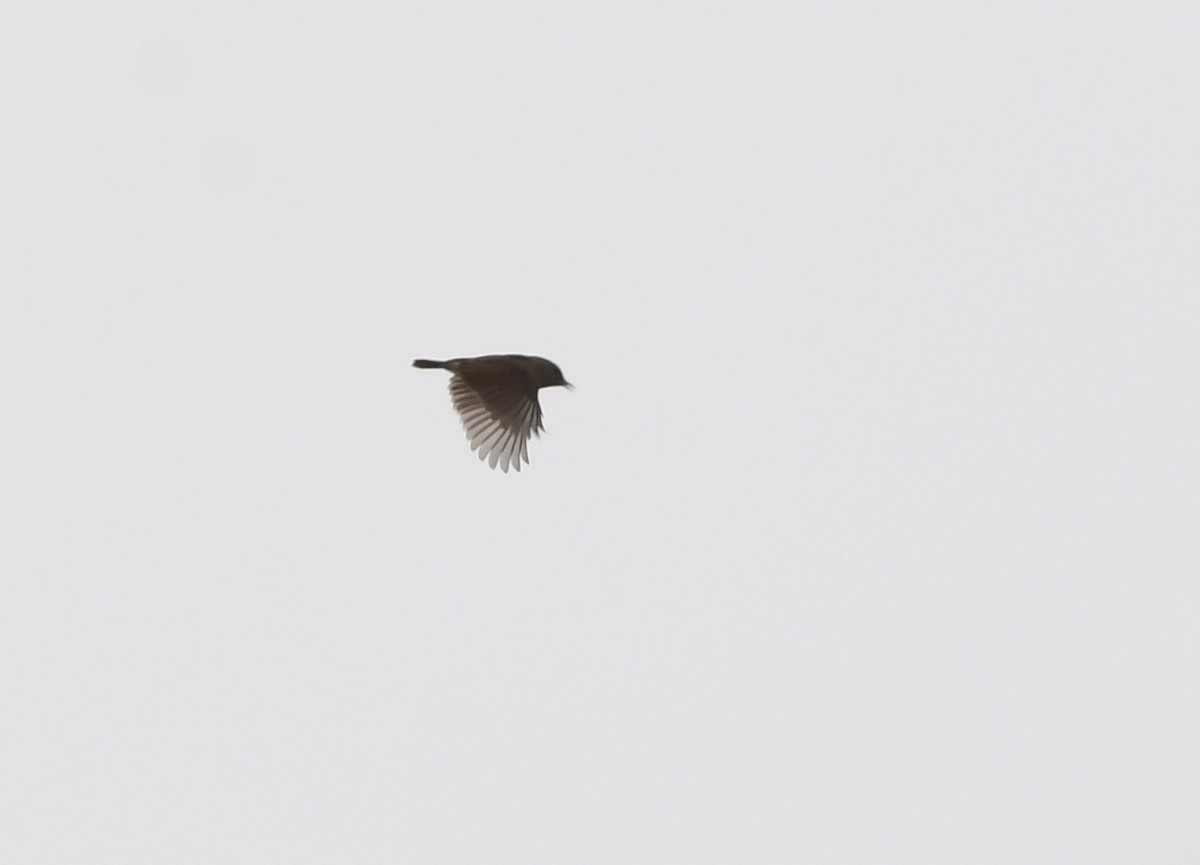 Rufous Cisticola - Gabriel Jamie