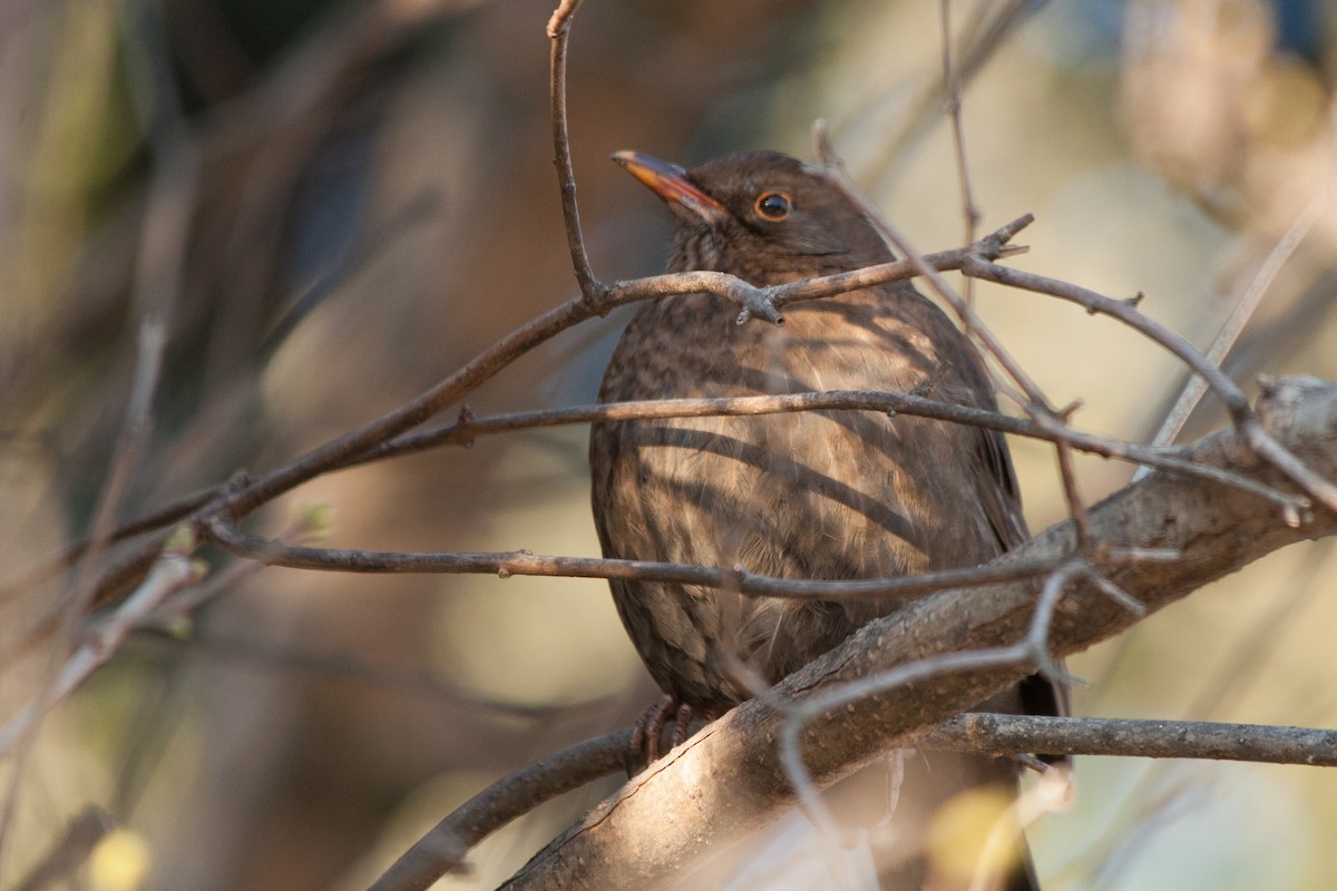 Eurasian Blackbird - Rebecca Marschall