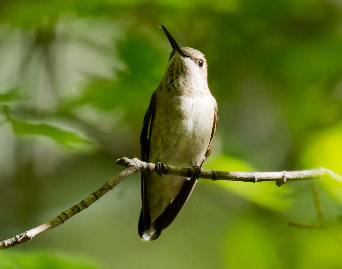 Black-chinned Hummingbird - shawn mason