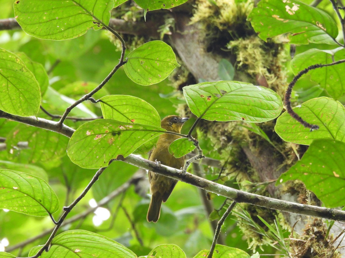 Yellow-green Tanager - ML461881771