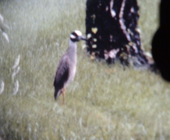 Yellow-crowned Night Heron - ML46188191