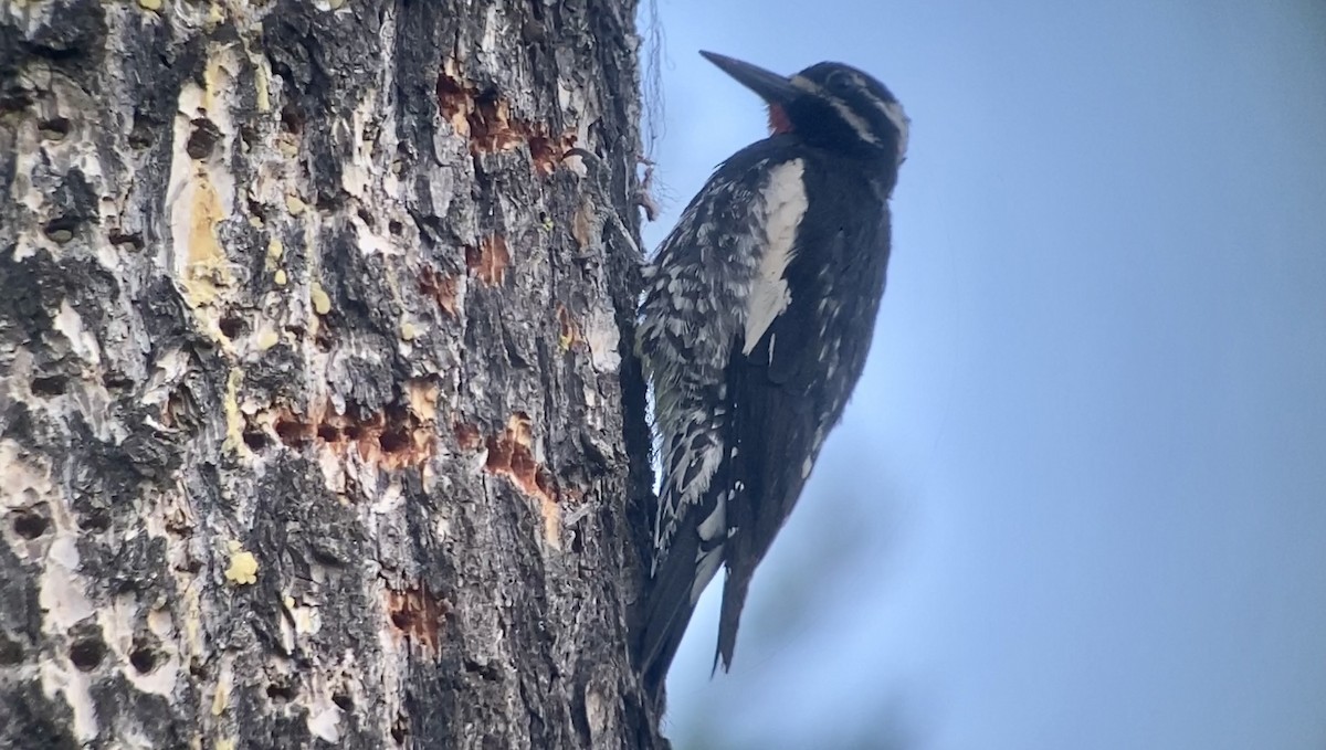 Williamson's Sapsucker - Christian Walker