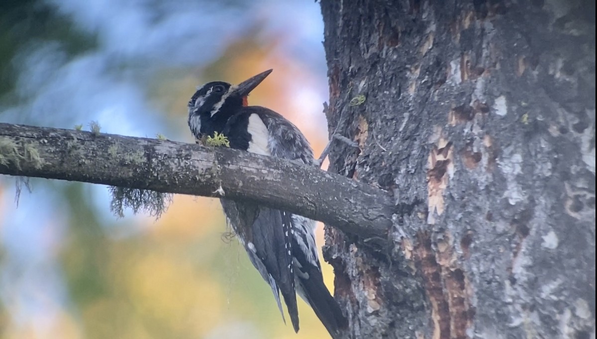 Williamson's Sapsucker - Christian Walker