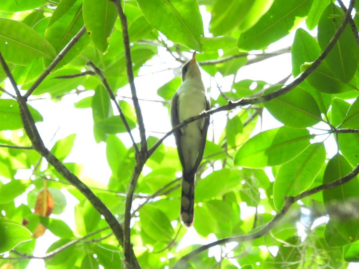 Pearly-breasted Cuckoo - ML461882531