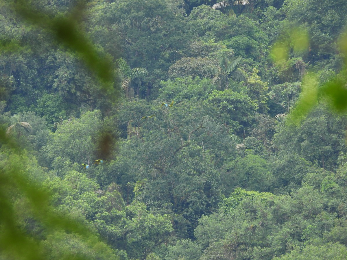 Great Green Macaw - ML461882861