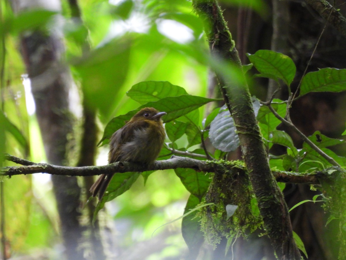 Sapayoa - ML461883241