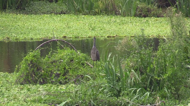 Limpkin (Brown-backed) - ML461883401