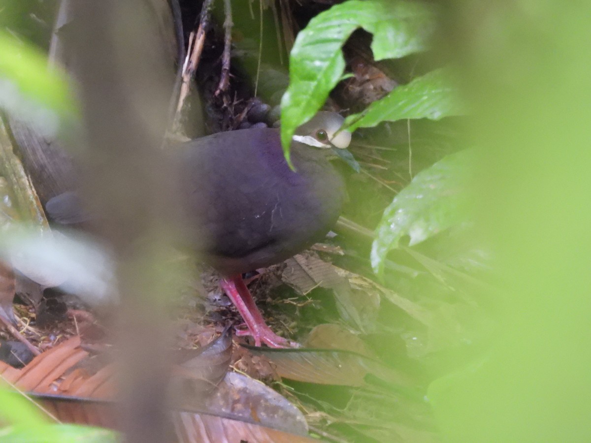 Olive-backed Quail-Dove - ML461883541