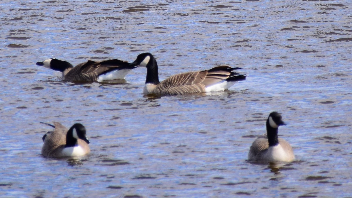 berneška malá (ssp. hutchinsii) - ML461883641