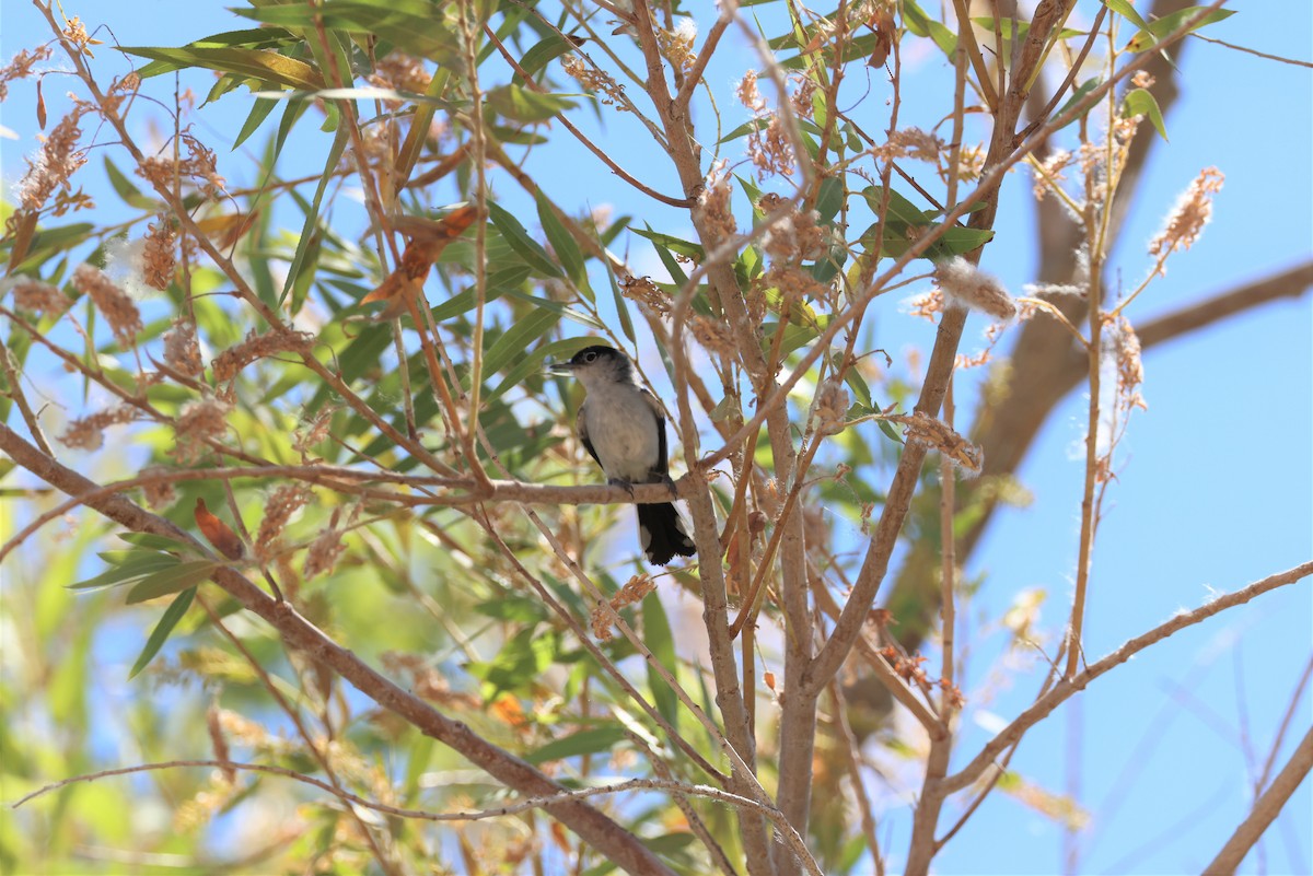 Black-tailed Gnatcatcher - ML461884031