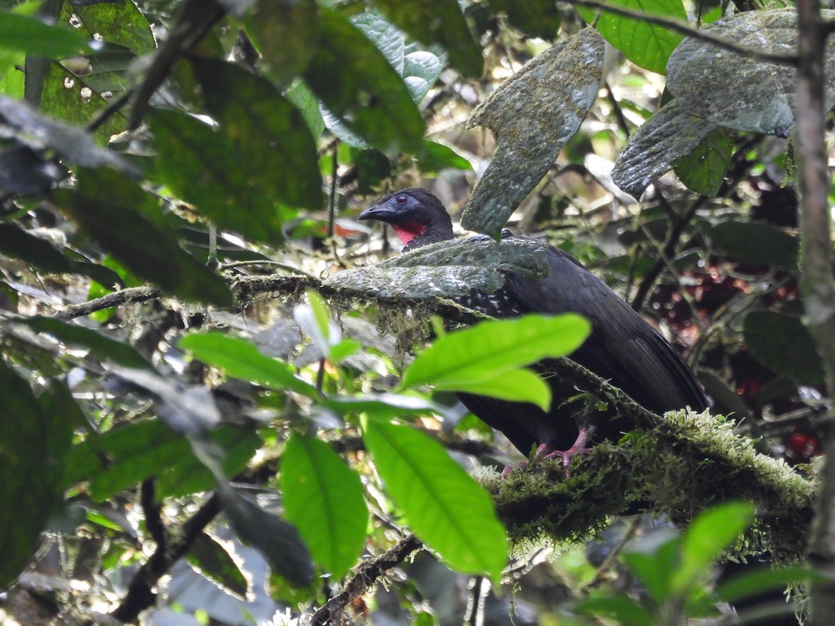 Baudo Guan - ML461884331