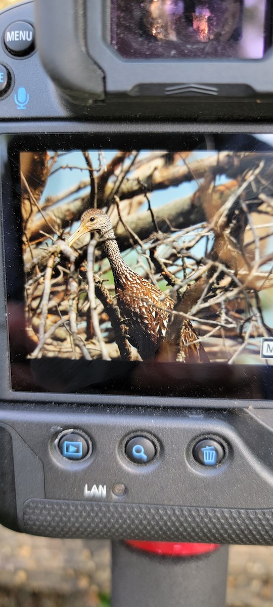 kurlan chřástalovitý - ML461887951