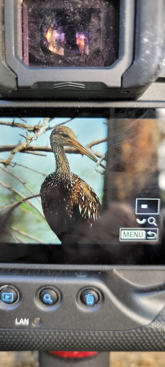 Limpkin - Karen Kader