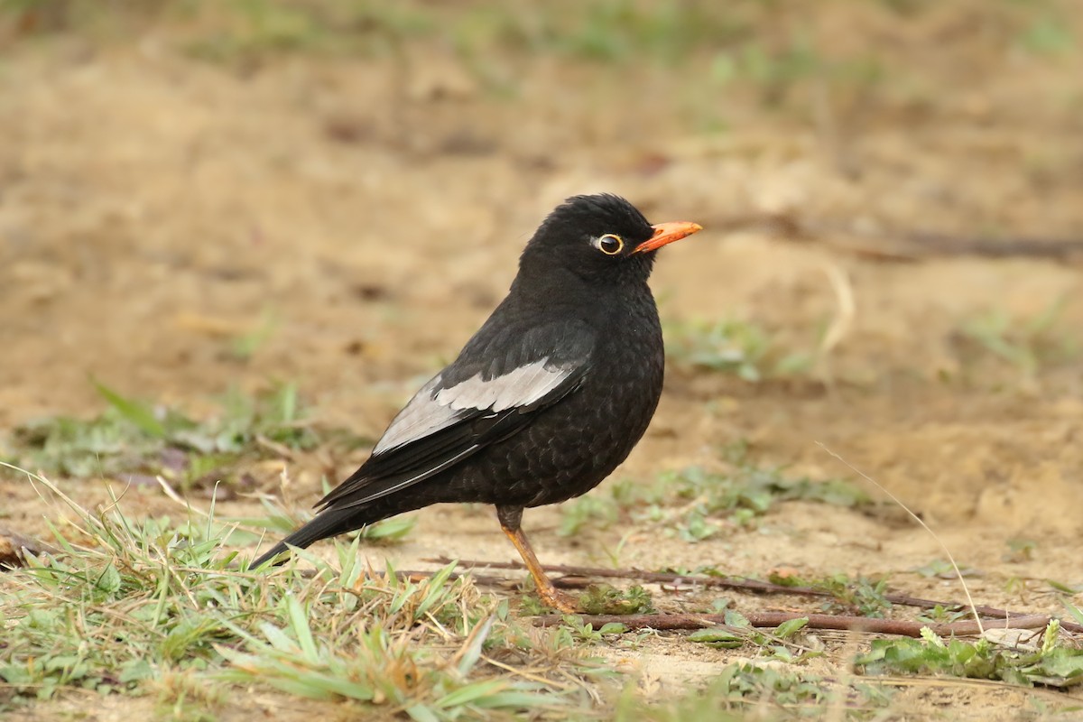Gray-winged Blackbird - ML461888281