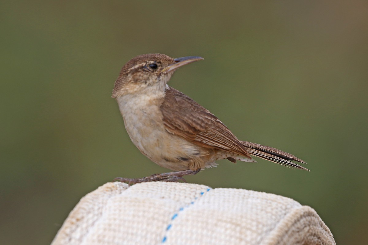 Clarion Wren - Ricardo Guerra