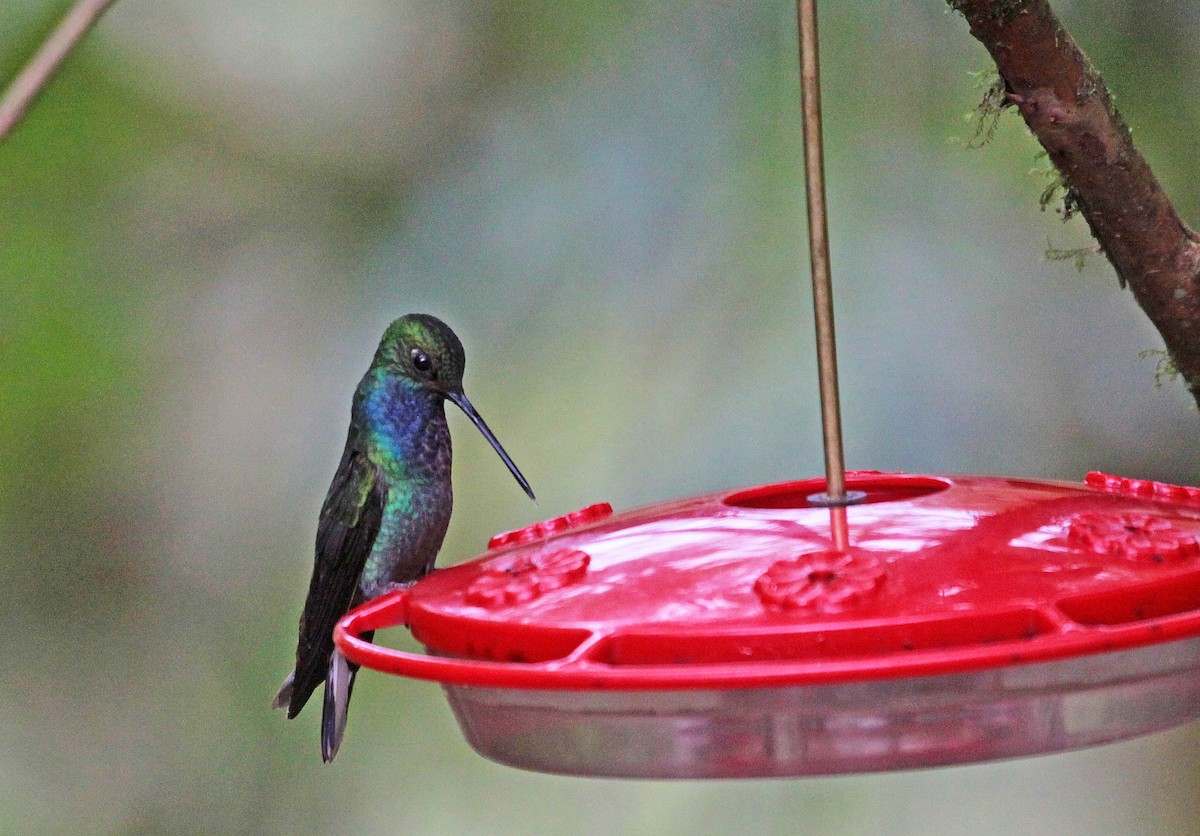 Colibri à queue blanche - ML461889241