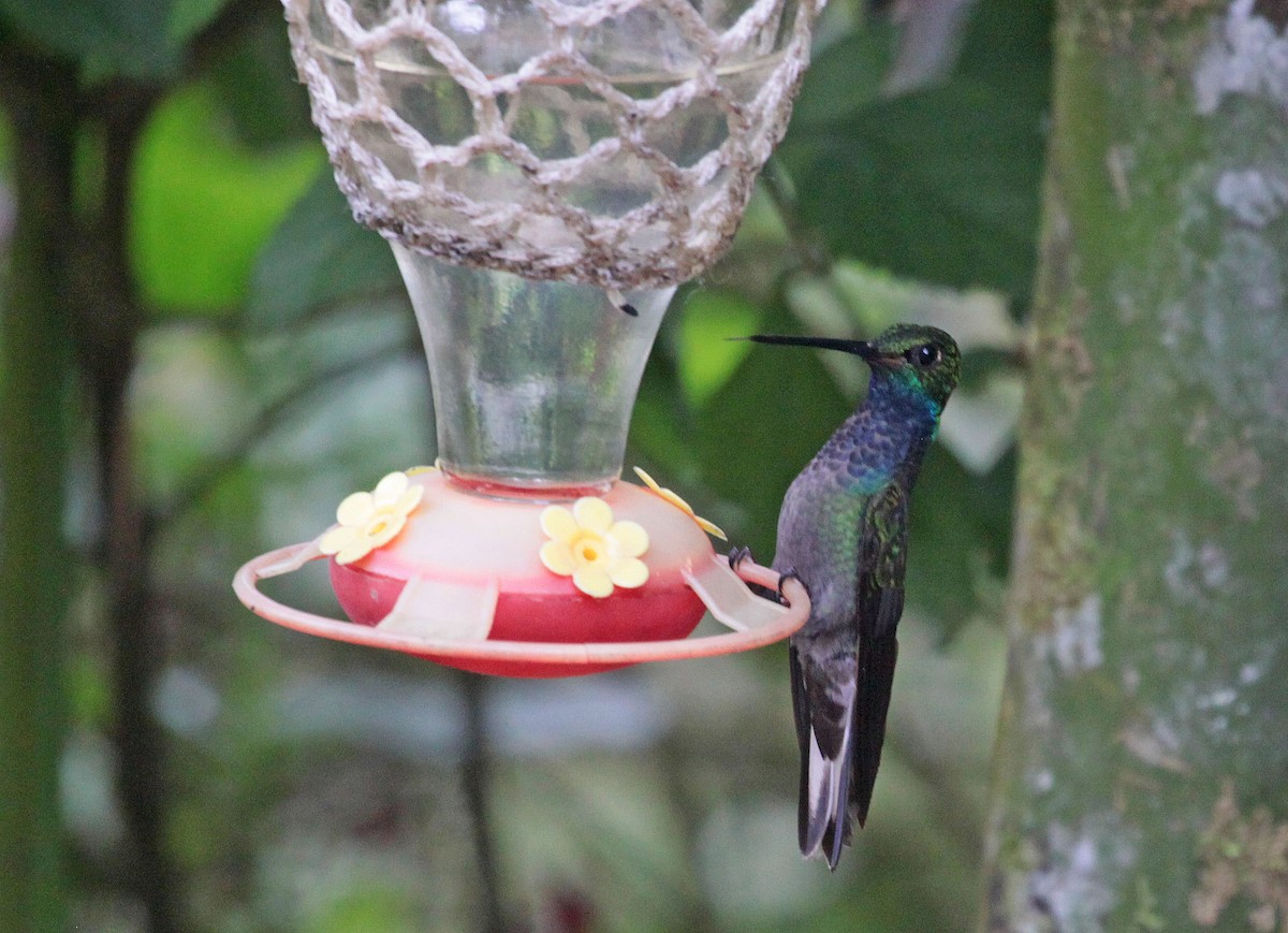 Colibrí de Bouguer Oriental - ML461889251