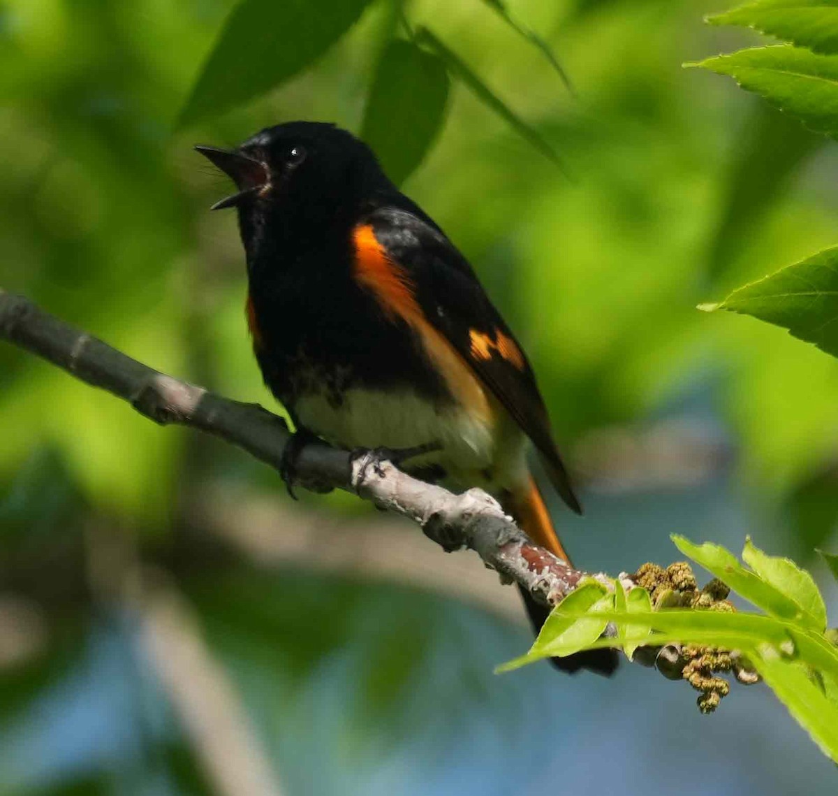 American Redstart - ML461889671