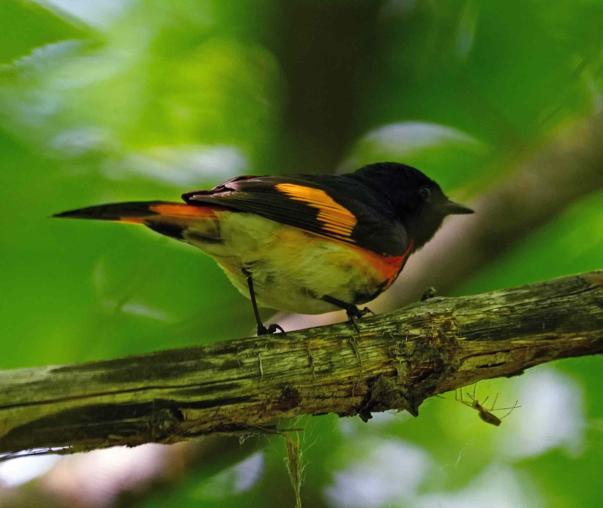 American Redstart - ML461889741