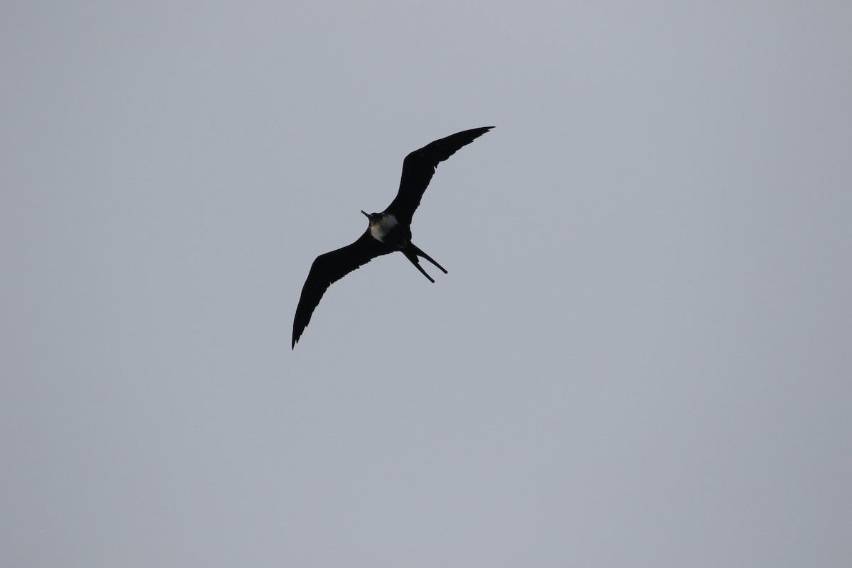 Great Frigatebird - ML461891411