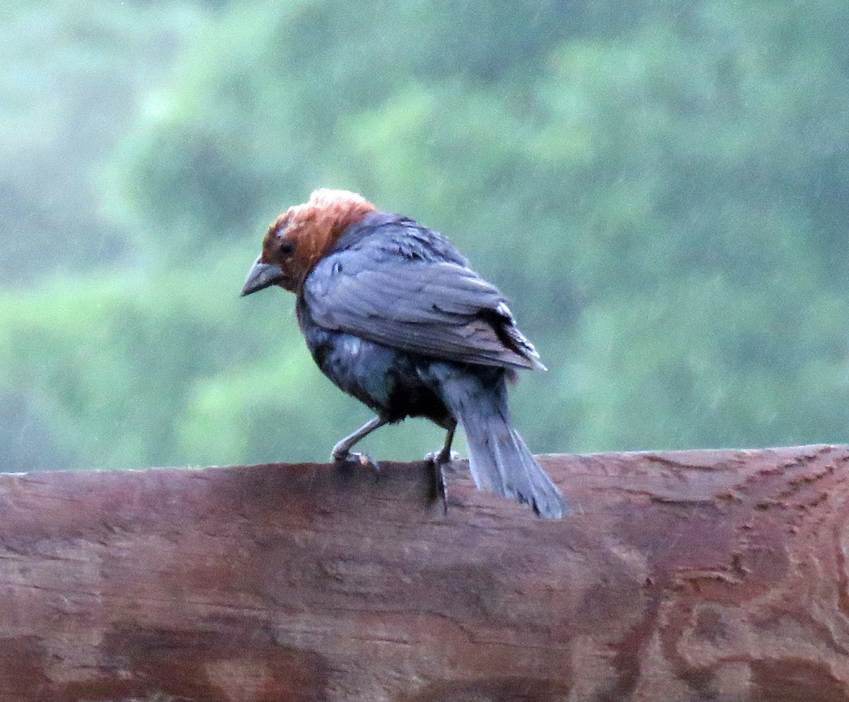 Brown-headed Cowbird - ML461891431