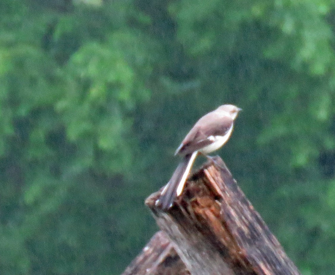 Northern Mockingbird - ML461891541