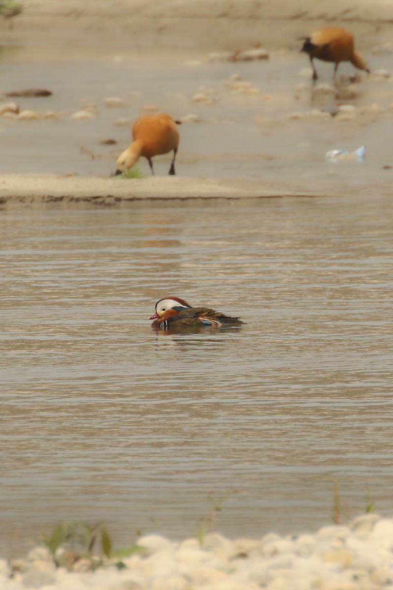 Mandarin Duck - ML461891801