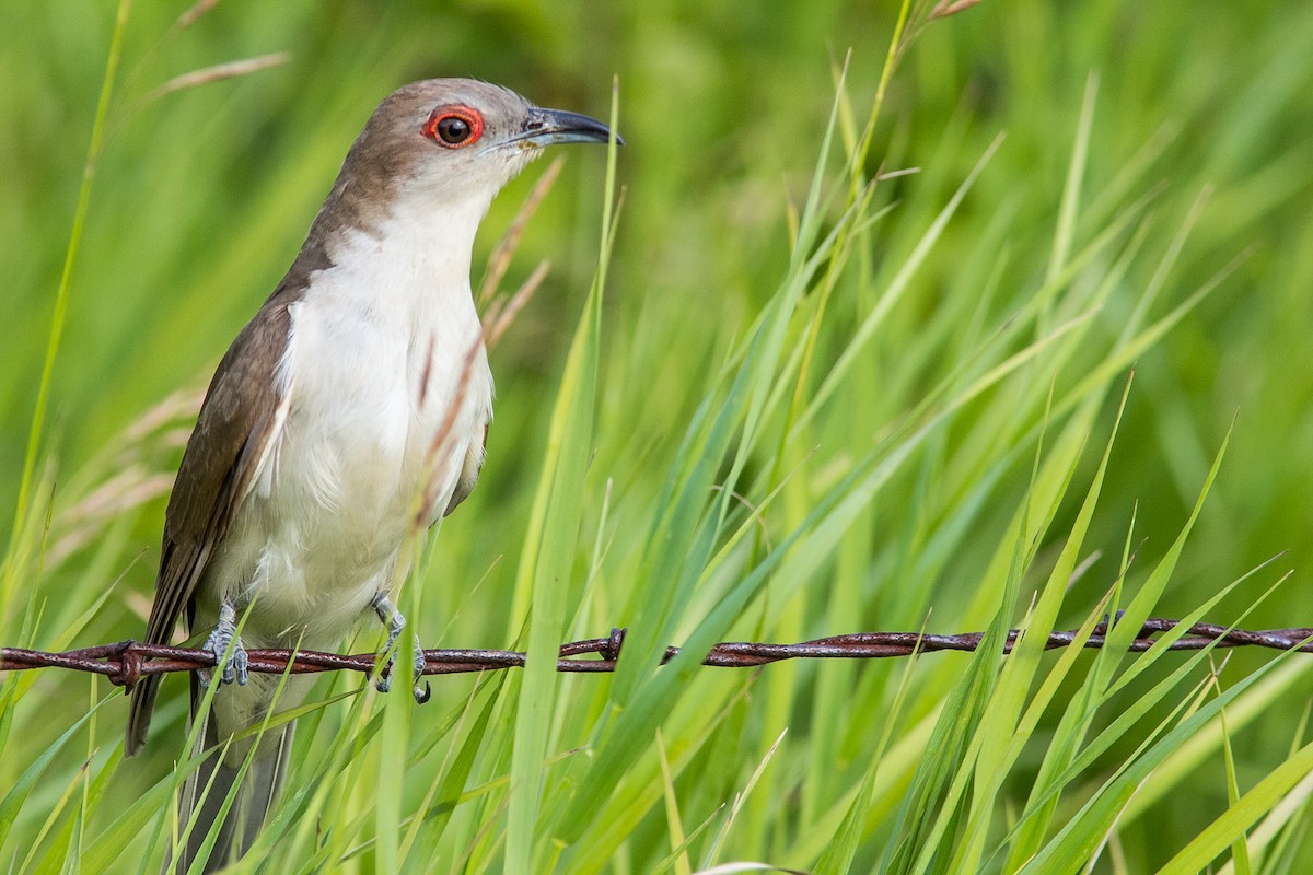 Black-billed Cuckoo - ML461892231