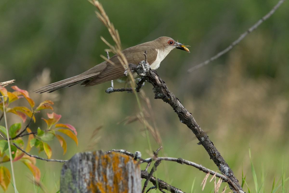 Black-billed Cuckoo - ML461892241