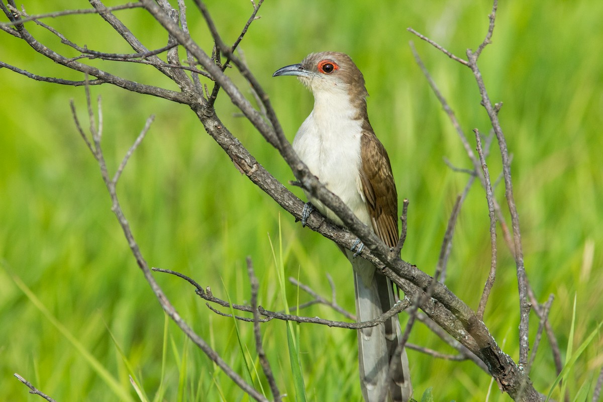 Black-billed Cuckoo - Jesse Kolar