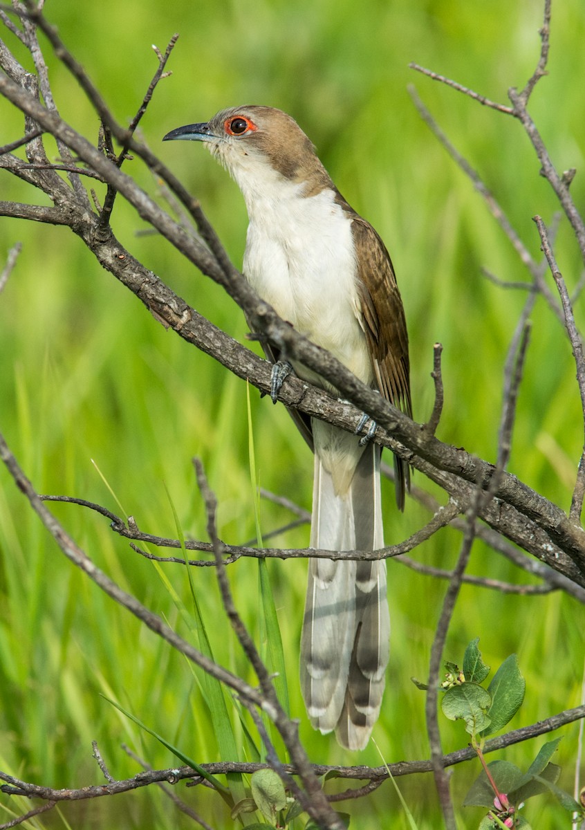 Black-billed Cuckoo - ML461892291