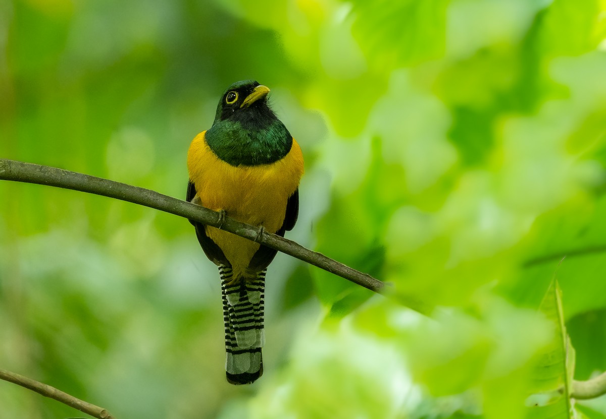Choco Black-throated Trogon - Alex Luna