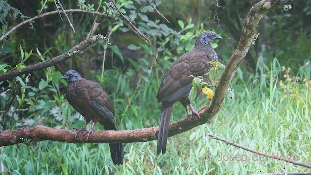 Andean Guan - ML461892871