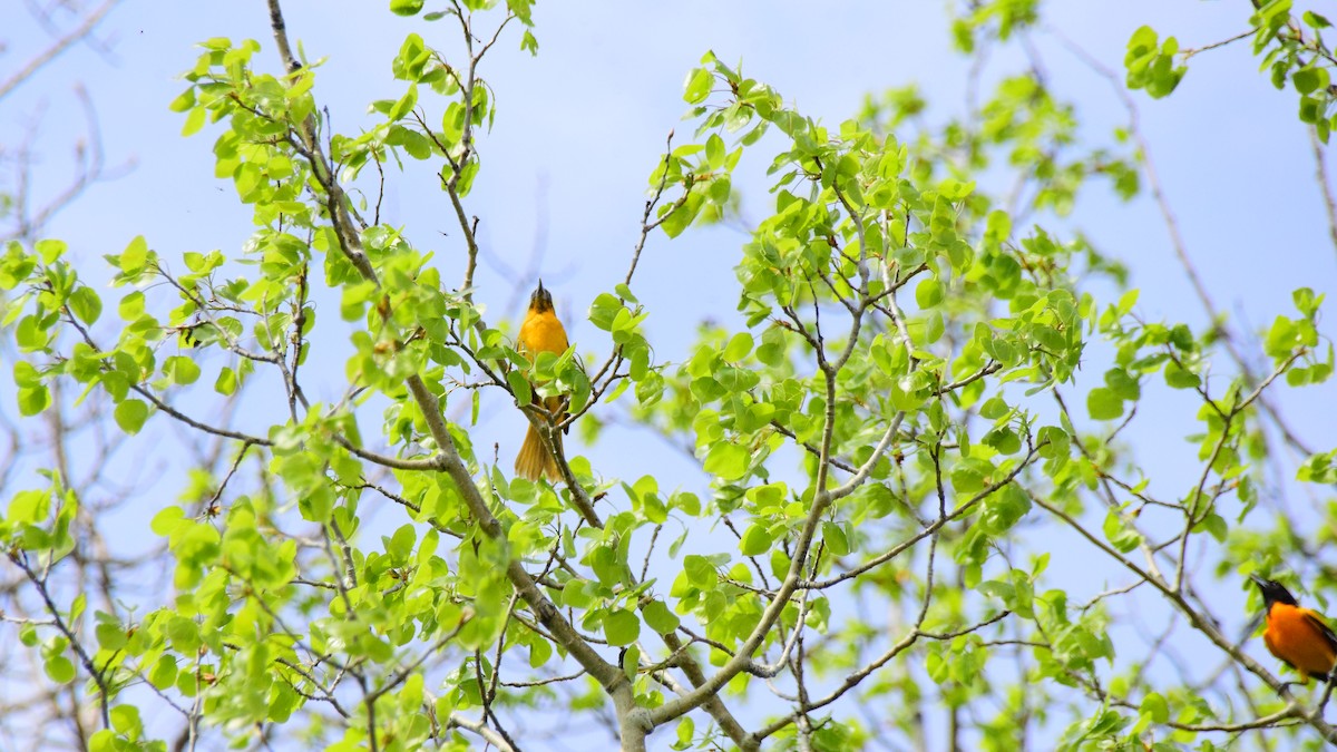 Baltimore Oriole - Mathieu Langlois