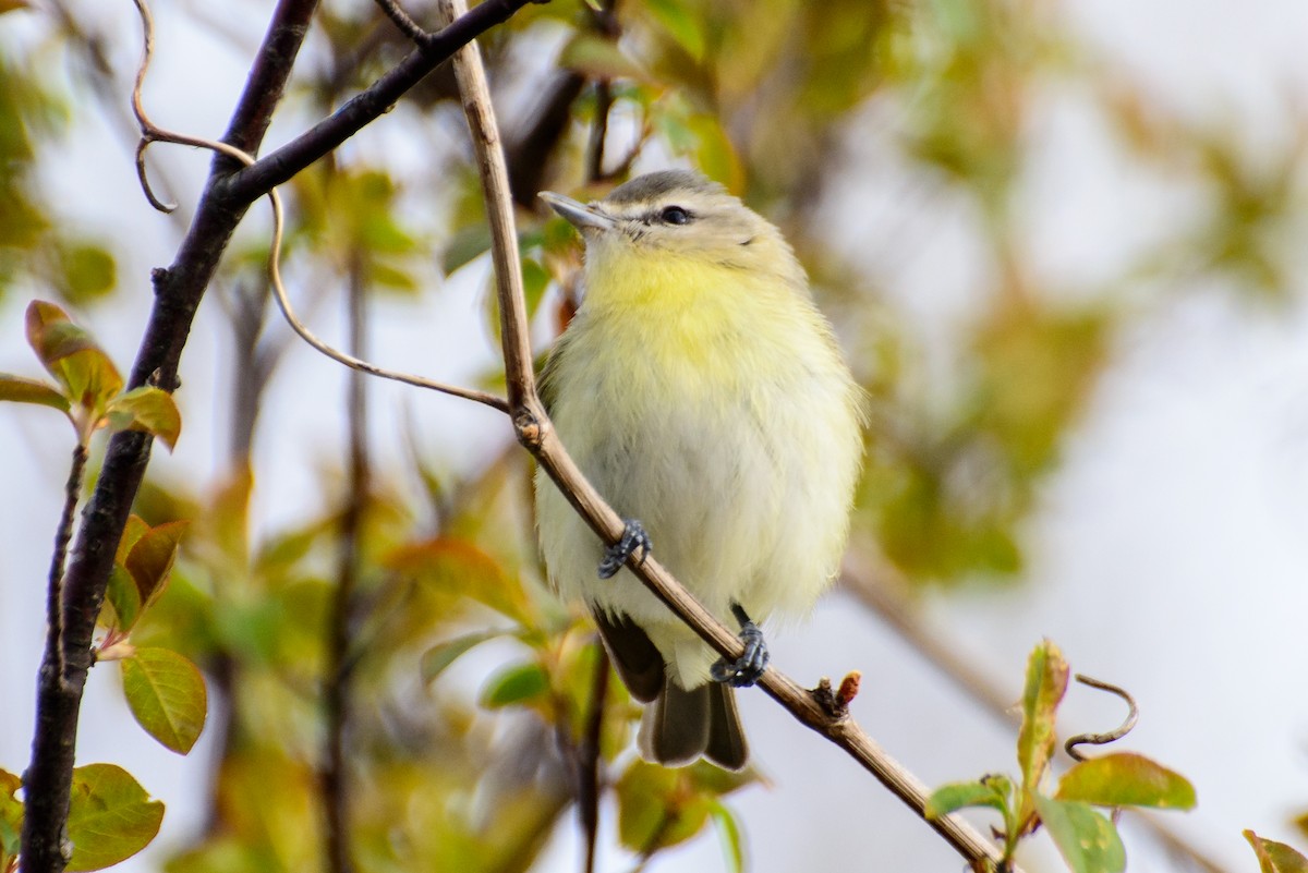 Philadelphia Vireo - ML461893581