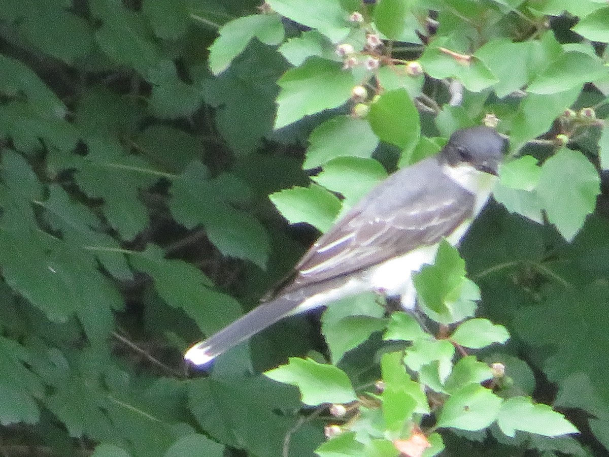 Eastern Kingbird - ML461893841