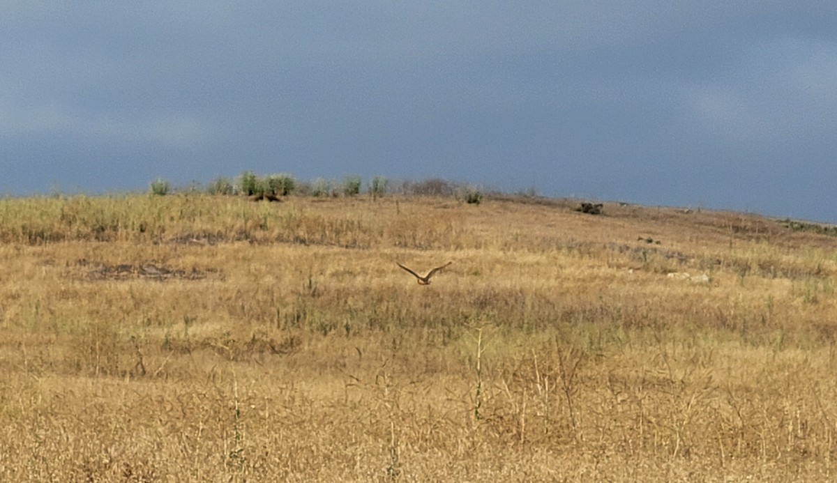 Barn Owl - ML461893931