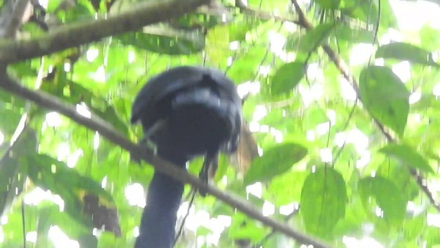Эквадорская зонтичная птица - ML461895031