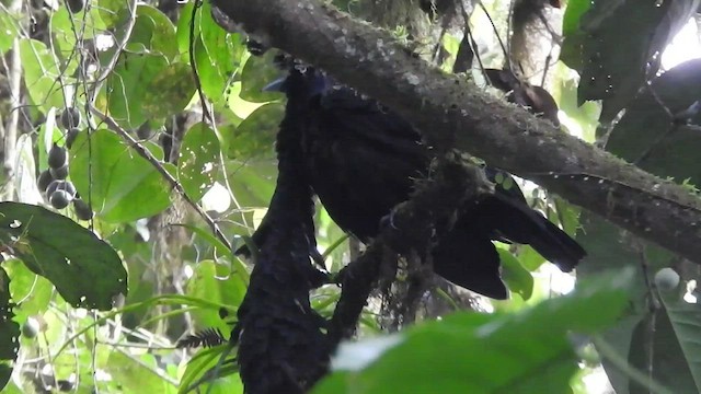 Long-wattled Umbrellabird - ML461895211