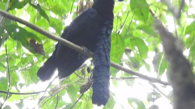 Long-wattled Umbrellabird - ML461895231