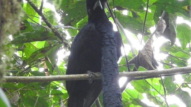 Long-wattled Umbrellabird - ML461895371