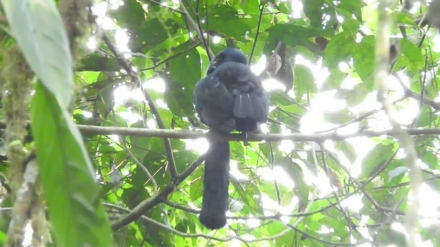 Эквадорская зонтичная птица - ML461895461