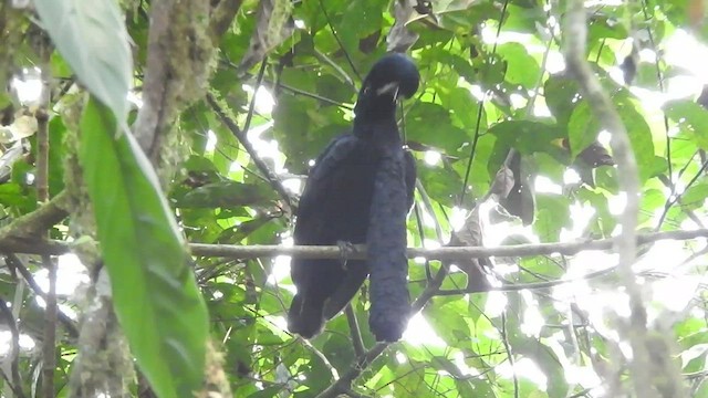 Long-wattled Umbrellabird - ML461895561