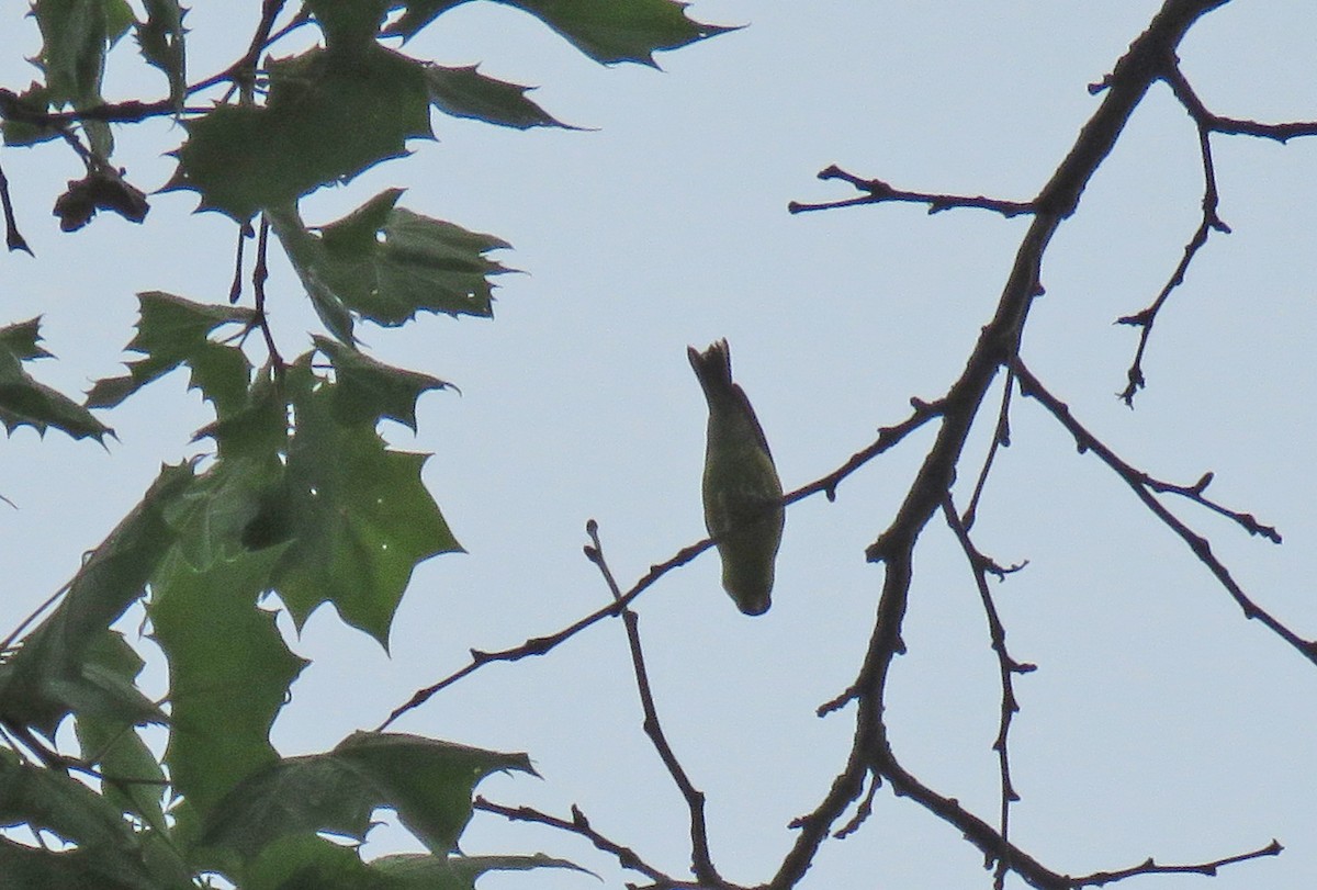 Warbling Vireo - ML461897001