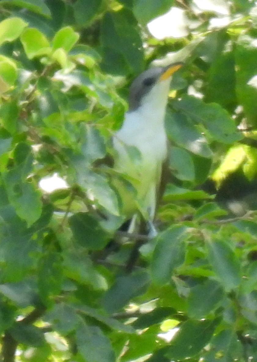Yellow-billed Cuckoo - ML461897021