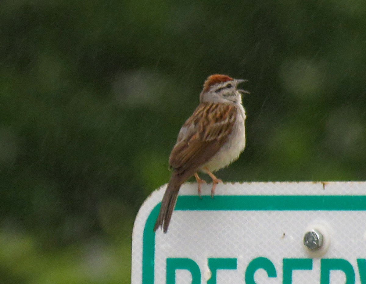 Chipping Sparrow - ML461897131