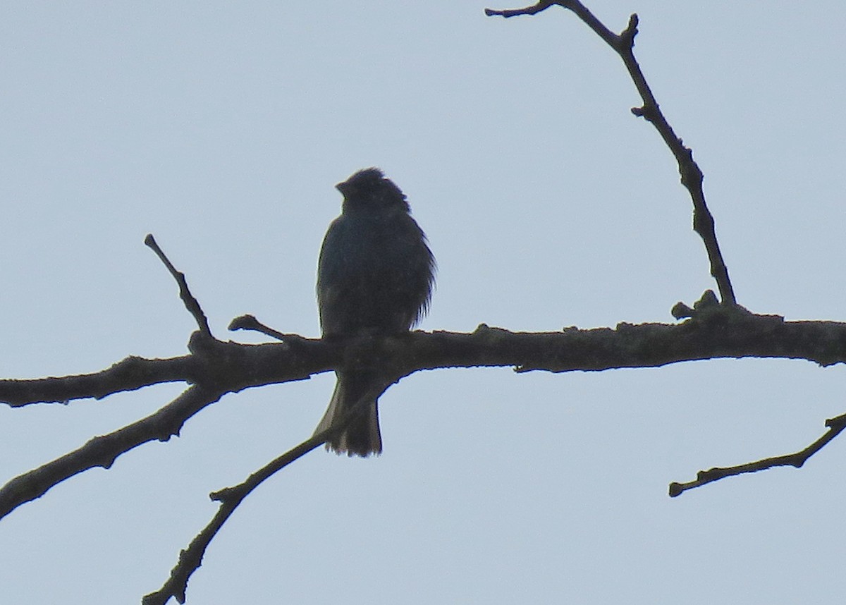 Indigo Bunting - ML461897391