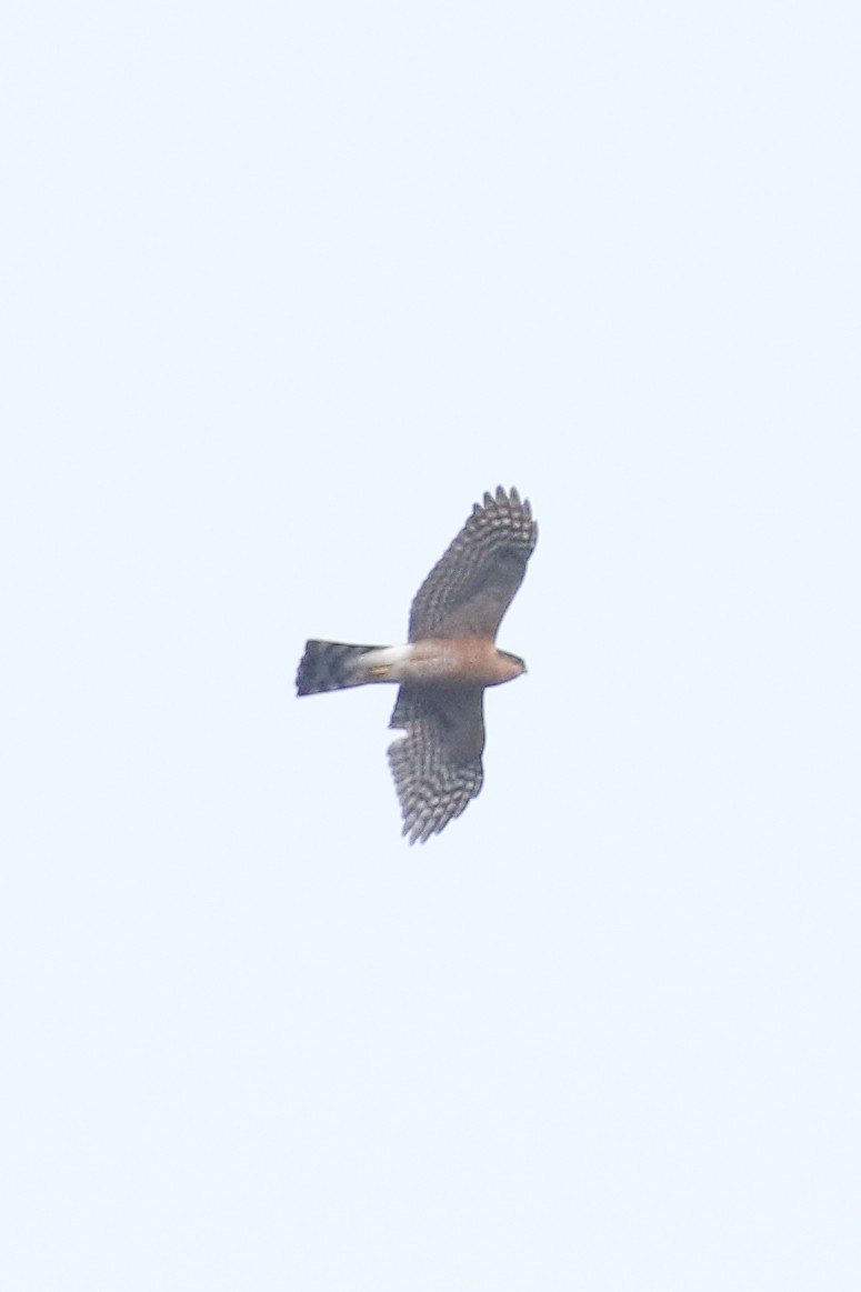 Eurasian Sparrowhawk - Frank Thierfelder