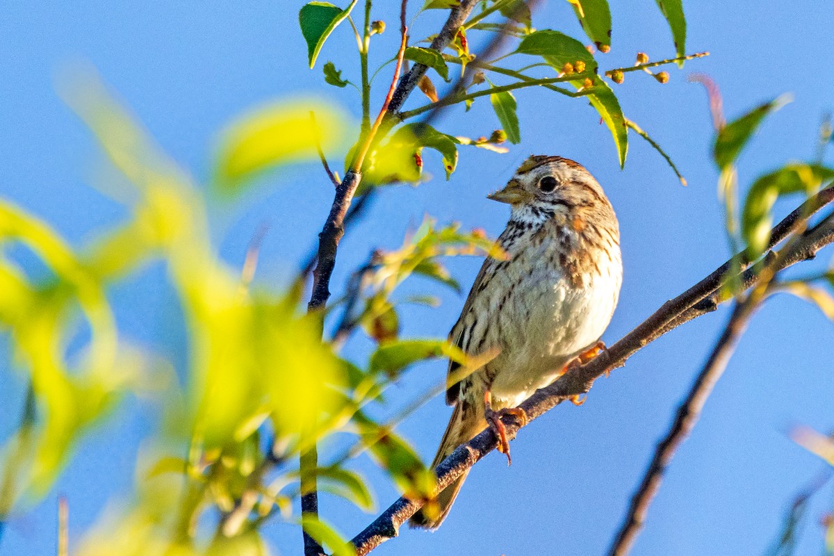 Lincoln's Sparrow - ML461898421